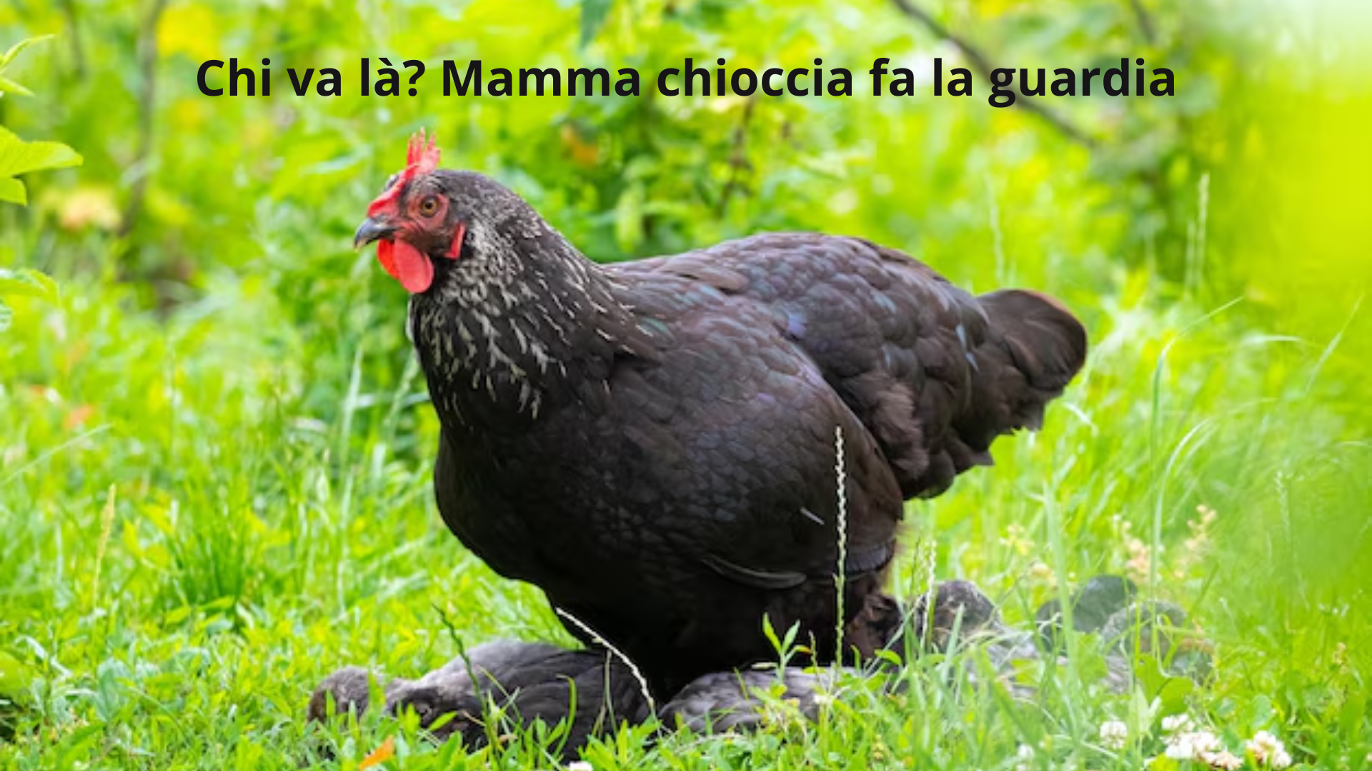 Gallina Nera